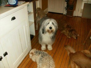 Bogey, Homer, Dundee, Brandy & Hagrid